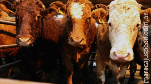 Canadá detecta 1° caso da doença da vaca louca desde 2011 Canadá detecta 1° caso da doença da vaca louca desde 2011