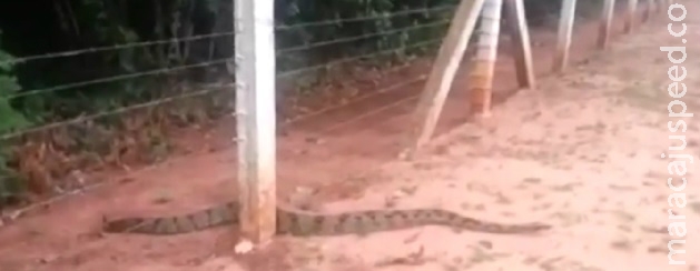 Mulher encontra jiboia gigante em calçada no MS Mulher encontra jiboia gigante em calçada no MS