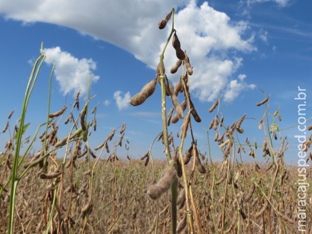 Pesquisas sobre fertilidade e variedades da soja serão atração do Dia de Campo em Maracaju Pesquisas sobre fertilidade e variedades da soja serão atração do Dia de Campo em Maracaju