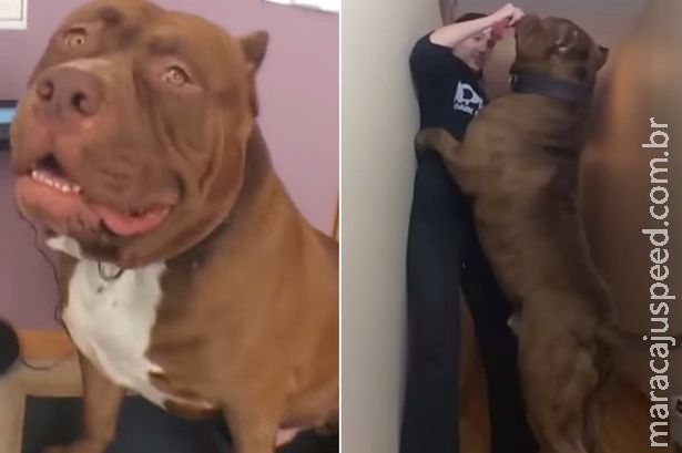 Vídeo do maior pitbull do mundo se torna viral na internet 