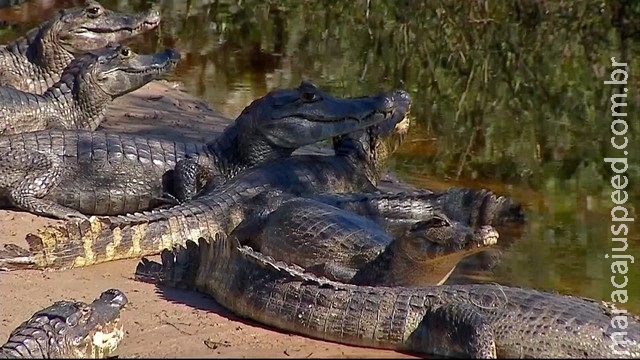 Pantanal é eleito o quarto melhor destino de viagem do mundo Pantanal é eleito o quarto melhor destino de viagem do mundo