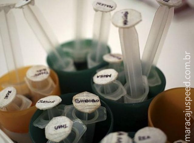 Cuba descobre variante mais agressiva e preocupante do vírus HIV