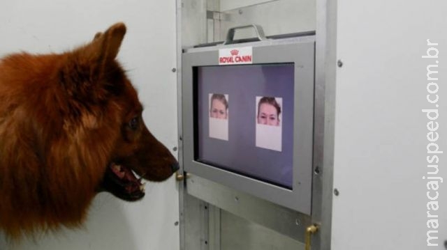 Cachorros percebem diferenças em emoções humanas, diz estudo Cachorros percebem diferenças em emoções humanas, diz estudo
