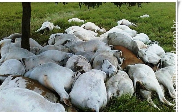 Raio mata 68 cabeças de gado na Zona Rura Raio mata 68 cabeças de gado na Zona Rura