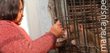 Casal indiano vai deixar fortuna para seu macaco de estimação Casal indiano vai deixar fortuna para seu macaco de estimação