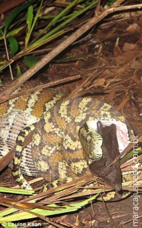  Cobra devora morcego de 1 metro após 6 horas de “batalha”