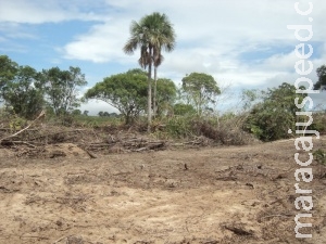 PMA autua fazendeiro em R$ 19 mil por desmatamento ilegal de área protegida
