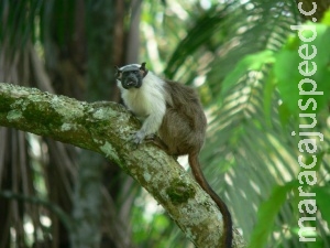 Operação ambiental protege primata em extinção
