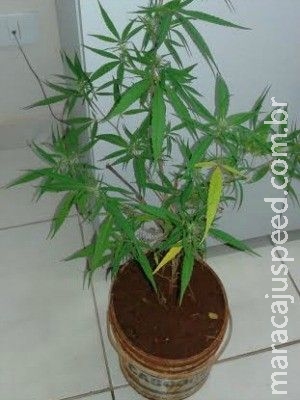 Jovem usava pé de maconha como decoração em casa, diz polícia em MS Jovem usava pé de maconha como decoração em casa, diz polícia em MS