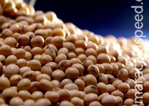 Soja é usada como biofábrica de proteína contra a AIDS Soja é usada como biofábrica de proteína contra a AIDS