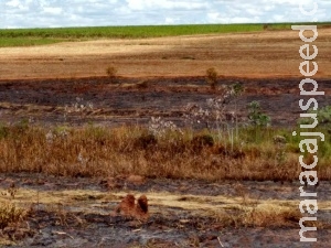 Usina leva multa de R$ 191 mil por incêndio em canavial Usina leva multa de R$ 191 mil por incêndio em canavial