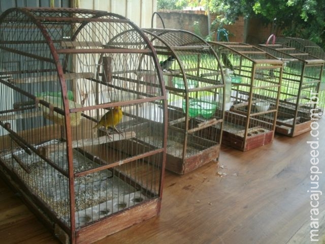 PMA autua jovem em R$ 2,5 mil por criar cinco aves silvestres ilegalmente