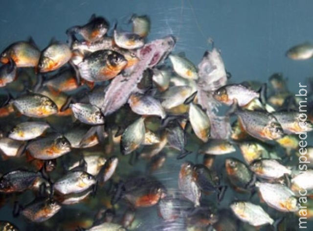 Menina morre após ser devorada por cardume de piranha