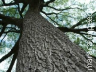 Espécies de madeiras nobres estão ameaçadas da extinção Espécies de madeiras nobres estão ameaçadas da extinção