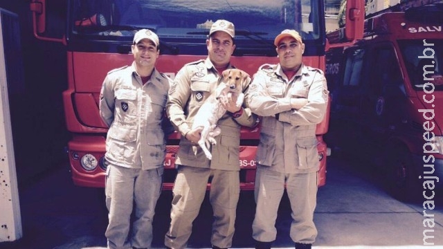 Cachorro amputado após mordida de jacaré visita bombeiros que o salvaram Cachorro amputado após mordida de jacaré visita bombeiros que o salvaram