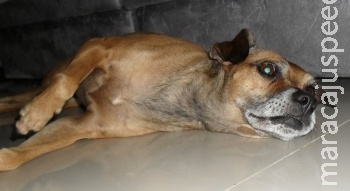 TAM perde cachorra e oferece outro cão no lugar TAM perde cachorra e oferece outro cão no lugar
