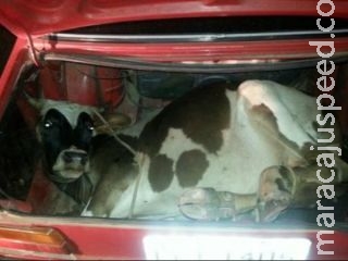 Condutor é autuado por levar boi em porta-malas de carro Condutor é autuado por levar boi em porta-malas de carro