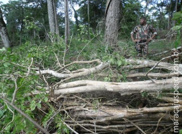 PMA autua fazendeiro em R$ 7 mil por exploração ilegal de aroeira e desmatamento PMA autua fazendeiro em R$ 7 mil por exploração ilegal de aroeira e desmatamento