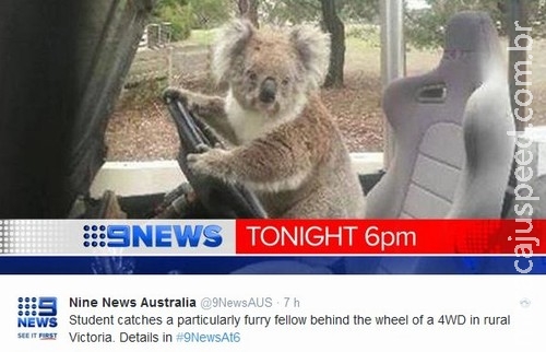 Coala "tenta roubar" carro na Austrália