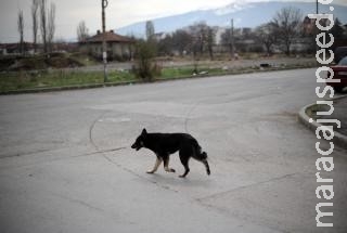 Estuprador de cão é absolvido por animal ser "simples vira-lata” Estuprador de cão é absolvido por animal ser "simples vira-lata”