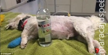 Cachorro é salvo da morte por envenenamento graças à vodka Cachorro é salvo da morte por envenenamento graças à vodka