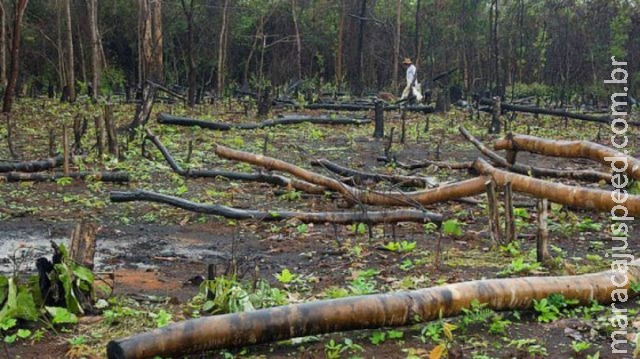 Desmatamento cresce 169% na Amazônia Legal Desmatamento cresce 169% na Amazônia Legal