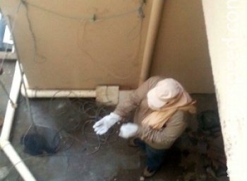 Técnicos encontram morcegos infectados com raiva em condomínio Técnicos encontram morcegos infectados com raiva em condomínio
