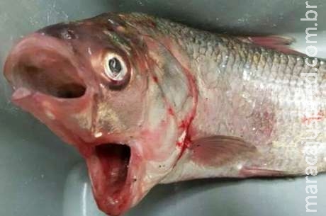  Peixe de duas bocas é capturado na Austrália