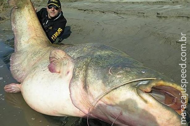 Homem deve estabelecer recorde ao pescar peixe de 2,67 metros e 120 quilos usando vara e molinete Homem deve estabelecer recorde ao pescar peixe de 2,67 metros e 120 quilos usando vara e molinete