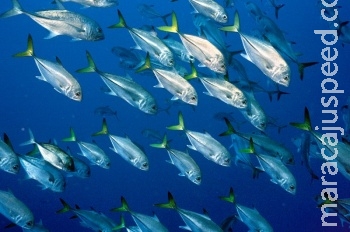 27 fatos polêmicos que vão te fazer pensar duas vezes antes de comer peixe 27 fatos polêmicos que vão te fazer pensar duas vezes antes de comer peixe
