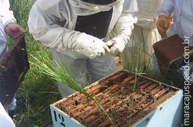 Mel do Pantanal obtém selo de Indicação Geográfica