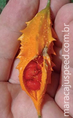 Planta pode matar até 98% de células cancerígenas e frear diabetes Planta pode matar até 98% de células cancerígenas e frear diabetes