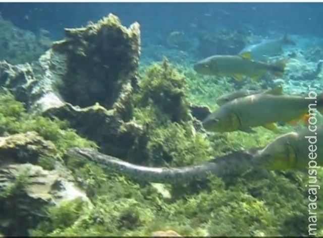 VÍDEO: sucuri é flagrada nadando entre peixes em MS VÍDEO: sucuri é flagrada nadando entre peixes em MS