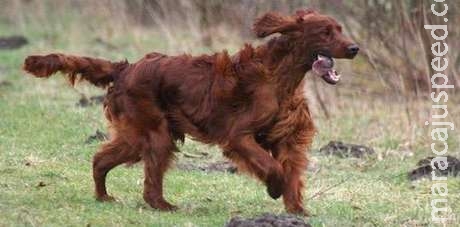 Cão é morto por envenenamento no maior concurso do mundo Cão é morto por envenenamento no maior concurso do mundo