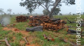 Polícia Ambiental autua fazendeira por extração ilegal de madeira no interior