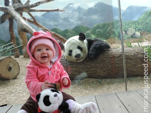 Panda vira hit ao sorrir para foto com bebê nos EUA Panda vira hit ao sorrir para foto com bebê nos EUA