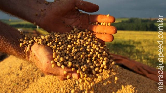 Atrasadas, vendas de soja no Brasil atingem 43% da safra Atrasadas, vendas de soja no Brasil atingem 43% da safra