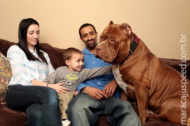 Pit bull gigante de um ano e meio pesa quase 79 kg e continua crescendo Pit bull gigante de um ano e meio pesa quase 79 kg e continua crescendo