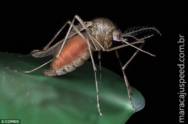 Por que algumas pessoas atraem tantos mosquitos? Tipo sanguíneo e até cerveja são causas Por que algumas pessoas atraem tantos mosquitos? Tipo sanguíneo e até cerveja são causas