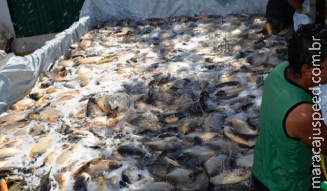 Prefeitura de Itaporã distribuirá 12 mil quilos de peixes na Semana Santa Prefeitura de Itaporã distribuirá 12 mil quilos de peixes na Semana Santa