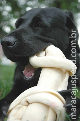 Os perigos dos ossos de couro para o cão Os perigos dos ossos de couro para o cão