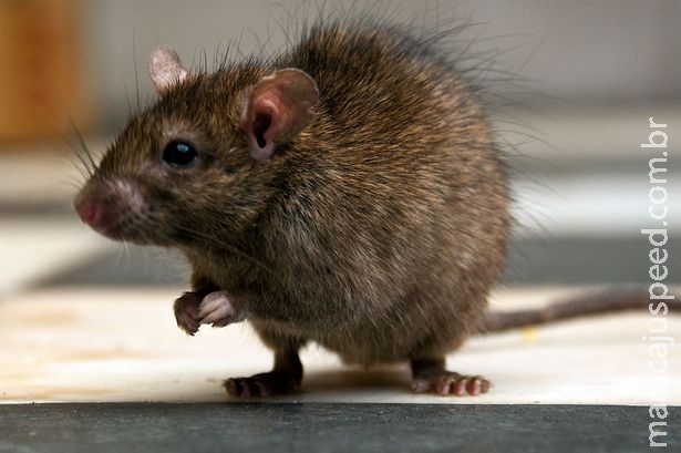 Bebê de seis meses morre após ser mordido por rato que era criado para alimentar cobra de estimação Bebê de seis meses morre após ser mordido por rato que era criado para alimentar cobra de estimação