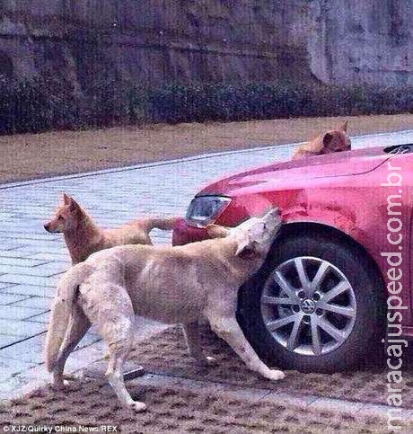 Cães vingativos destroem carro parado em vaga preferida Cães vingativos destroem carro parado em vaga preferida