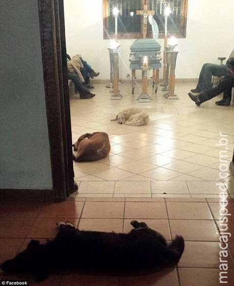 Cães de rua vão a funeral de mulher que os alimentava Cães de rua vão a funeral de mulher que os alimentava