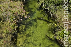 Proteger nascentes é saída para colapso hídrico, defende WWF-Brasil Proteger nascentes é saída para colapso hídrico, defende WWF-Brasil