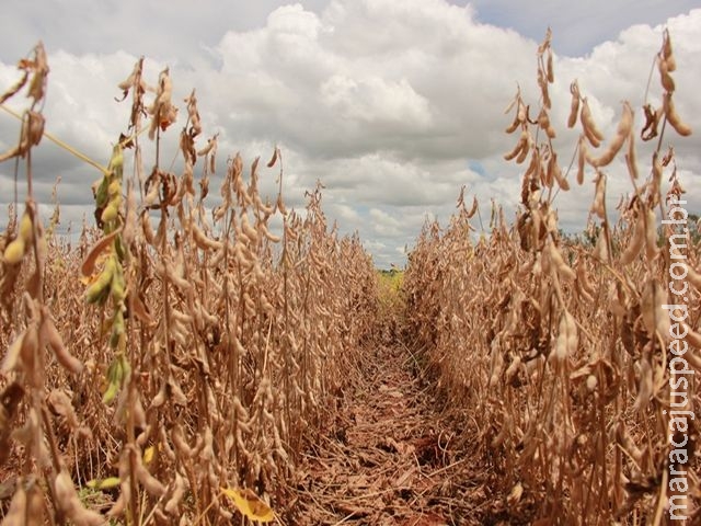 Colheita de soja chega a 77% e milho safrinha atinge 63% da área prevista
