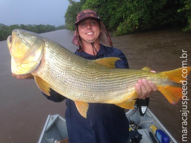 Pescador pega dourado de 11 quilos em menos de três horas de pesca Pescador pega dourado de 11 quilos em menos de três horas de pesca