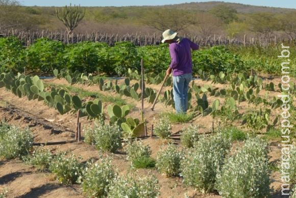 Técnicas para armazenar água e produzir alimentos ajudam a viver no semiárido Técnicas para armazenar água e produzir alimentos ajudam a viver no semiárido