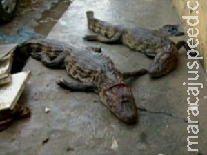 Forte enxurrada leva jacarés para as ruas de Capitão Poço, no Pará Forte enxurrada leva jacarés para as ruas de Capitão Poço, no Pará