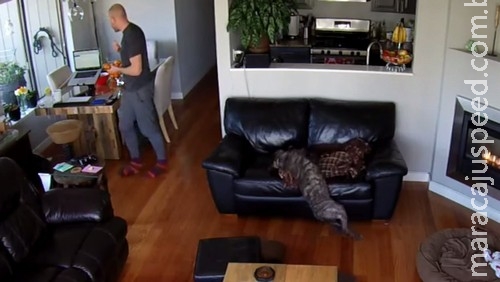 Cachorro está tão cansado que cai do sofá mas continua dormindo Cachorro está tão cansado que cai do sofá mas continua dormindo